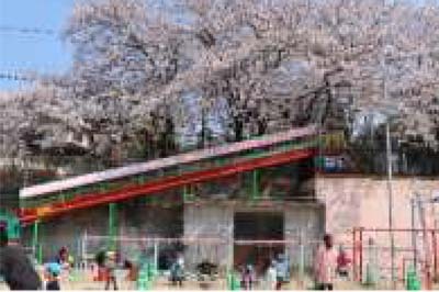 写真：園児を迎える桜