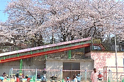 写真：園児を迎える桜