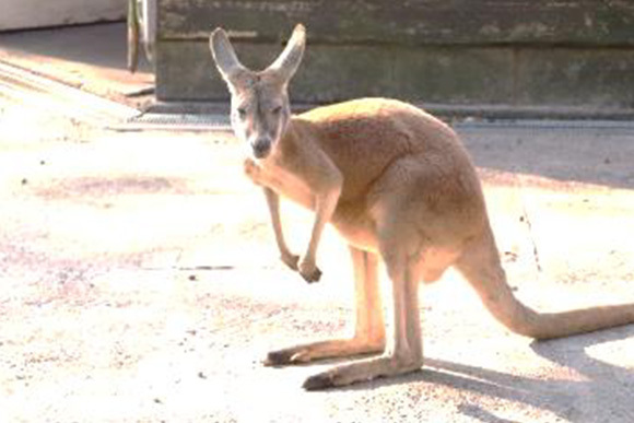 カンガルークラブの駐車場