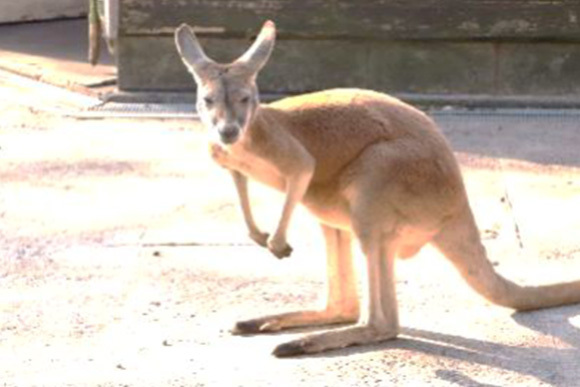 『カンガルークラブ』の主な月間活動の様子